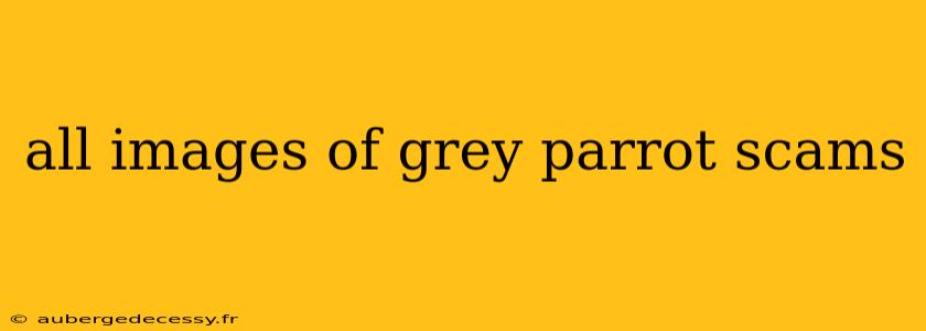 all images of grey parrot scams