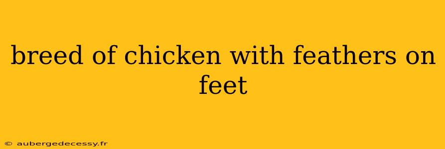 breed of chicken with feathers on feet