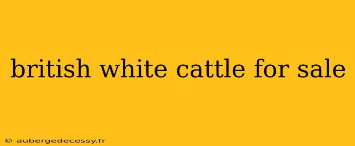 british white cattle for sale