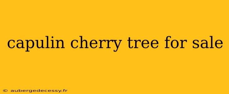 capulin cherry tree for sale