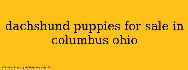 dachshund puppies for sale in columbus ohio