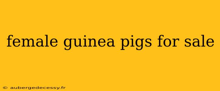 female guinea pigs for sale