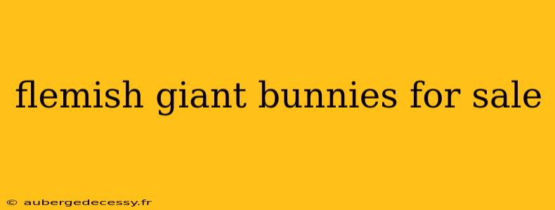 flemish giant bunnies for sale