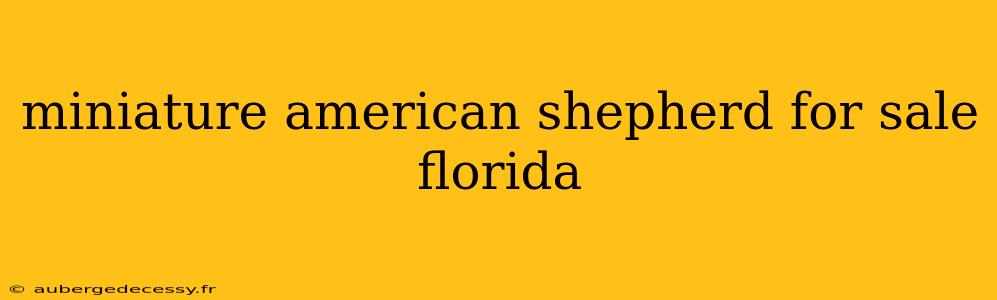 miniature american shepherd for sale florida