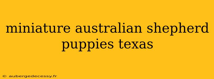 miniature australian shepherd puppies texas