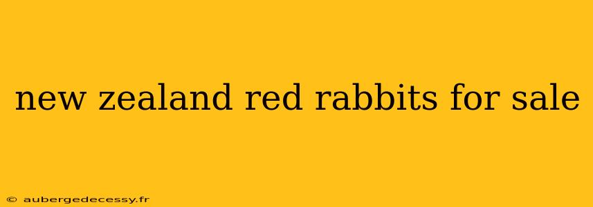 new zealand red rabbits for sale