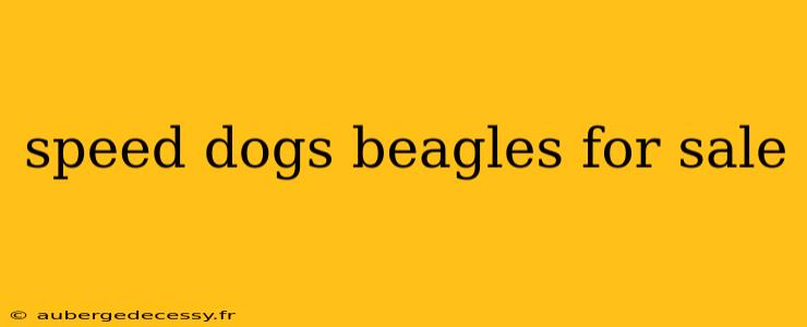 speed dogs beagles for sale