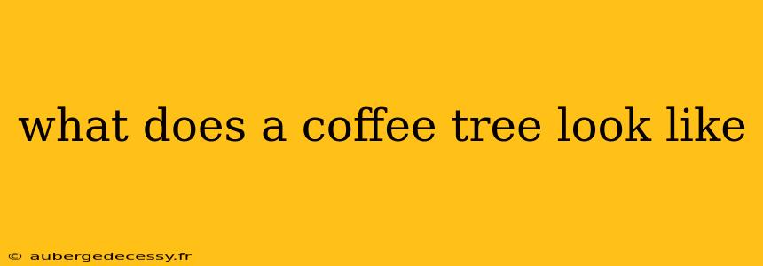 what does a coffee tree look like