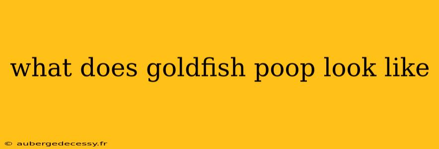 what does goldfish poop look like