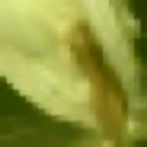 Rencontre Daba, 35 ans à Arette en t'inscrivant