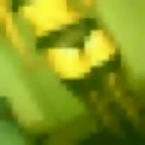 Kadiatou, 39 ans, connectée à Bettelainville pour un plan cul