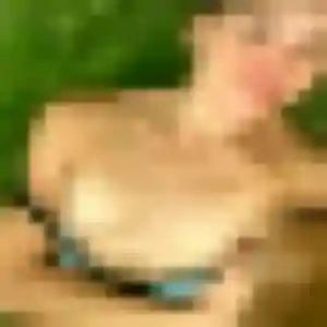 Photo sexy de Ronke, 30 ans à Bischwiller - rencontre coquine