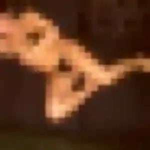 Belle Daphné, 41 ans à Briançon - voir sa photo