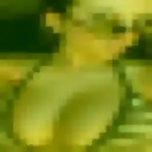 Photo sexy de Ronke, 34 ans à Champagne-Mouton - rencontre sans lendemain
