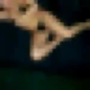 Astou, femme de 31 ans veut plan cul à La Désirade