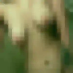 Photo de Zuri à Limons (32 ans) - plan cul discret