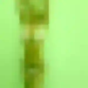 Djamilatou, 27 ans, cherche un plan cul à Pibrac