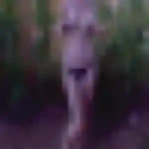 Muthoni, 31 ans, connectée à Roche-la-Molière pour une rencontre coquine