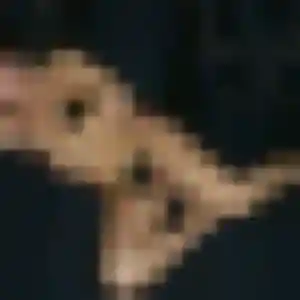 Photo exclusive de Josiane, 45 ans à Saint-Nic - plan discret