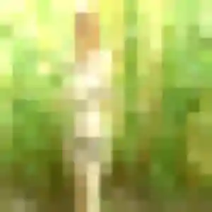 Rencontre Adjoavi, 37 ans à Varès en t'inscrivant